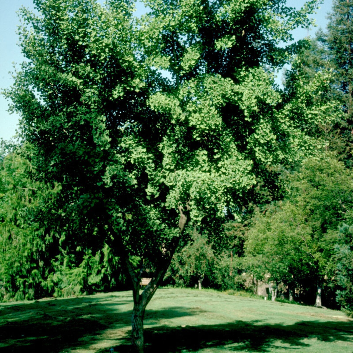 Ginkgo biloba Autumn Gold Maidenhair Tree | SiteOne US