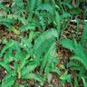 Nephrolepis Exaltata Golden Boston Sword Fern 5 gal. Container