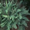 Polystichum Setiferum Soft Shield Fern 1 gal. Container