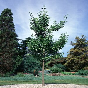 Ginkgo Biloba Magyar Maidenhair Tree