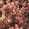 Abelia X Grandiflora Confetti Southern Living Glossy Abelia 1 gal. Container