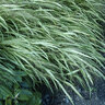 Hakonechloa Macra Japanese Forest Grass