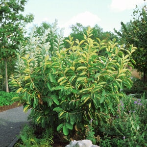 Hamamelis Vernalis Ozark Witch Hazel