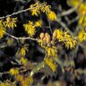 Hamamelis Virginiana Common Witch Hazel