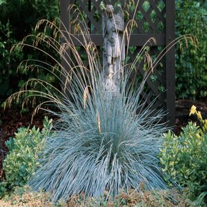Helictotrichon Sempervirens Blue Oat Grass
