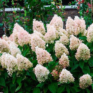 Hydrangea Paniculata Sweet Summer Panicle Hydrangea