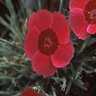 Dianthus X Star Single Eastern Star Pinks