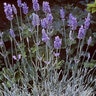 Lavandula X Intermedia Silver Edge Lavender