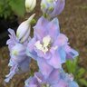 Delphinium Elatum Magic Fountains Lavender Candle Larkspur