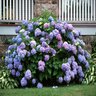 Hydrangea macrophylla Nikko Blue Big Leaf Hydrangea