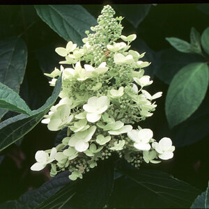 Hydrangea Paniculata Tardiva Panicle Hydrangea