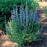 Baptisia Australis False Indigo 1 gal. Container