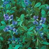 Baptisia Australis False Indigo 1 gal. Container