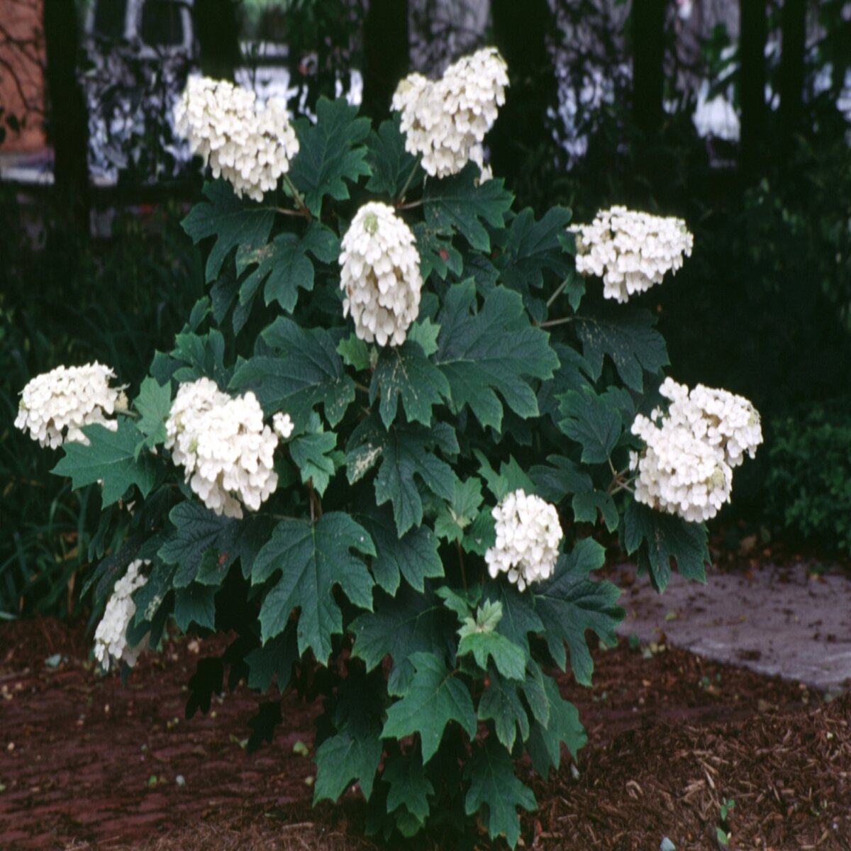 Hydrangea quercifolia Oakleaf Hydrangea | SiteOne US