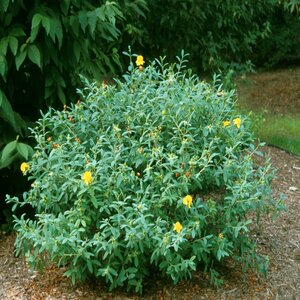 Hypericum X Hidcote St. Johns Wort