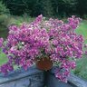 Bougainvillea Blueberry Ice Bougainvillea 1 gal. Container