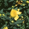 Hypericum Frondosum Sunburst St. Johns Wort