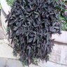 Ipomoea Batatas Blackie Sweet Potato Vine