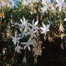 Jasminum Angulare Jasmine