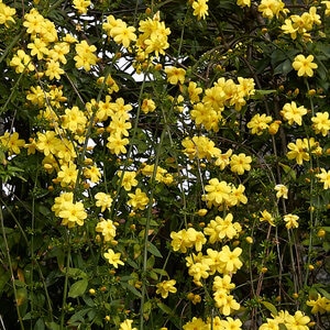 Jasminum Mesnyi Primrose Jasmine