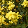 Jasminum Mesnyi Primrose Jasmine