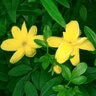 Jasminum Mesnyi Primrose Jasmine