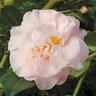 Camellia X High Fragrance Camellia 3 gal. Container