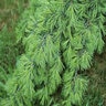 Cedrus Deodara Aurea Golden Deodar Cedar 15 gal. Container