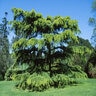 Cedrus Deodara Aurea Golden Deodar Cedar 15 gal. Container