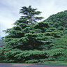 Cedrus Deodara Aurea Golden Deodar Cedar 15 gal. Container