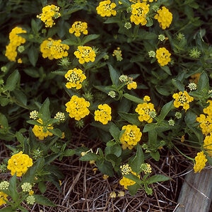 Lantana Camara New Gold Lantana