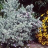 Leucophyllum Frutescens Texas Sage