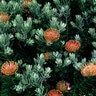 Leucospermum Cordifolium Pincushion