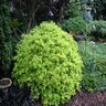 Ilex Vomitoria Eureka Gold Garden Debut Dwarf Yaupon Holly 3 gal. Container