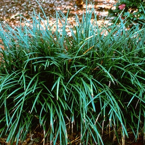 Liriope Muscari Evergreen Giant Lilyturf