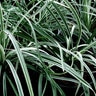 Liriope Spicata Silver Dragon Creeping Lilyturf