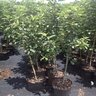 Malus Domestica Anna Apple 5 gal. Container