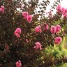 Lagerstroemia X Delta Jazz Crape Myrtle 7 gal. Container
