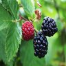Rubus Ursinus Arapaho Blackberry 1 gal. Container