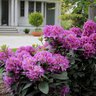 Rhododendron X Color Choice Dandy Man Purple Proven Winners Rhododendron 3 gal. Container