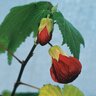 Abutilon X Hybridum Nabob Flowering Maple