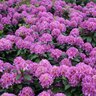 Rhododendron X Color Choice Dandy Man Purple Proven Winners Rhododendron 3 gal. Container