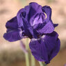 Iris Germanica Halston Bearded Iris