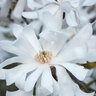 Magnolia Stellata Royal Star Star Magnolia