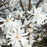 Magnolia Stellata Royal Star Star Magnolia