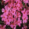 Phlox Subulata Red Wings Phlox 1 gal. Container