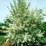 Cornus x rutgersensis Stellar Ruth Ellen Dogwood 3 in. Caliper Ball and Burlap