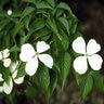 Cornus x rutgersensis Stellar Ruth Ellen Dogwood 3 in. Caliper Ball and Burlap