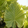 Alocasia Bulb Upright Odora Elephant Ears