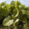 Alocasia Bulb Upright Odora Elephant Ears